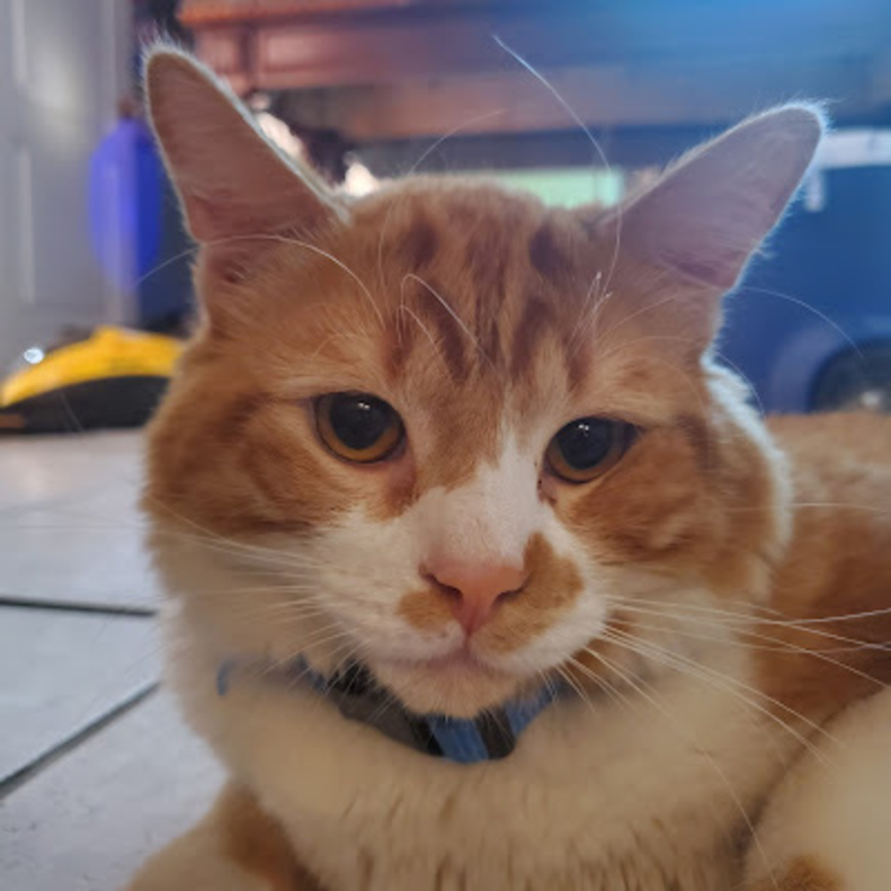 Meet your Posher, Thomas